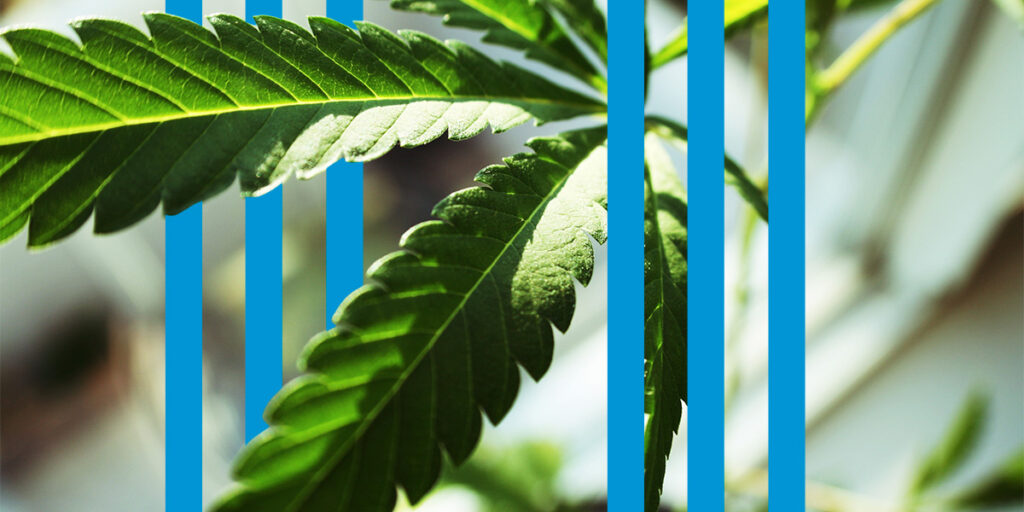 a cannabis plant with 6 blue stripes in the middle