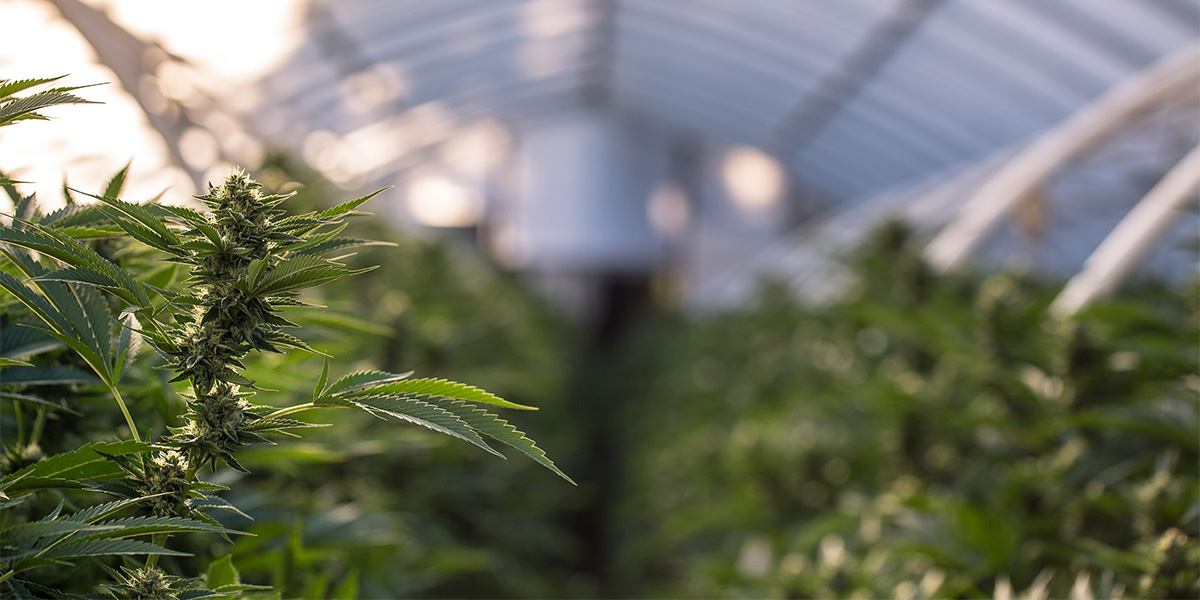 a cannabis plant in a cannabis greenhouse with a blurry backround