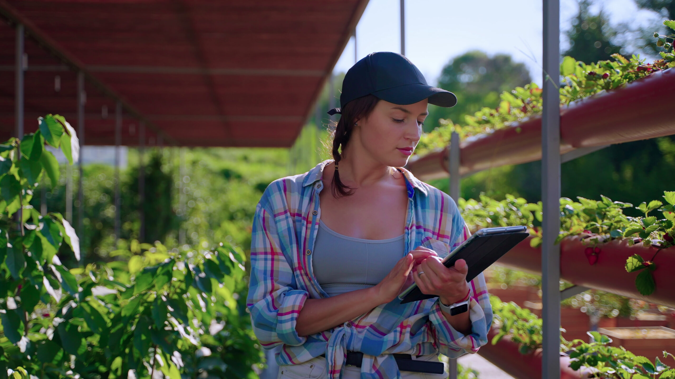 woman-farmer-is-using-tablet-in-greenhouse-for-filling-data-about-planned-harvest-of-b-SBI-349642296-scaled